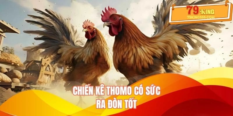 Chiến kê Thomo có sức ra đòn tốt Chiến kê Thomo có sức ra đòn tốt