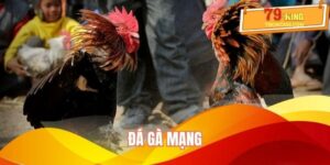 Đá Gà Mạng