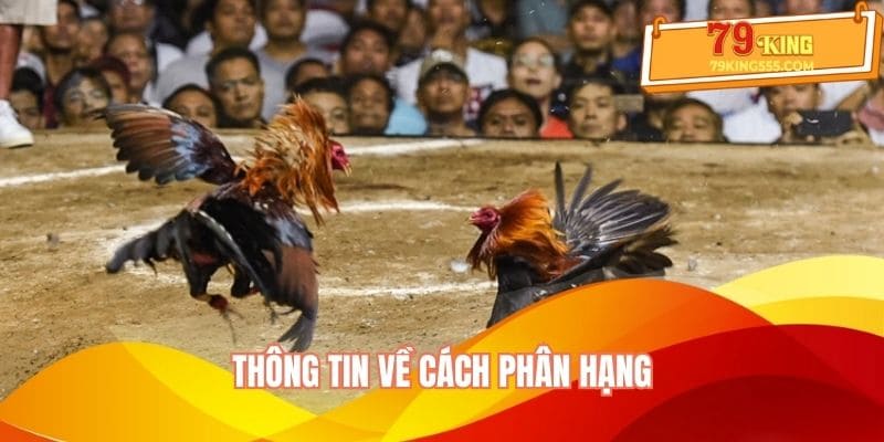 Đá gà mạng quy định phân hạng